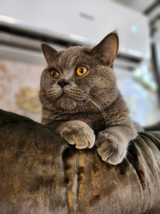 Vyazkaga Mushuk BRITISH FOLD