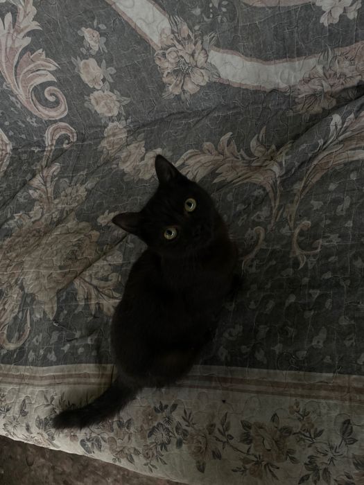 Ласковые 2 девочки