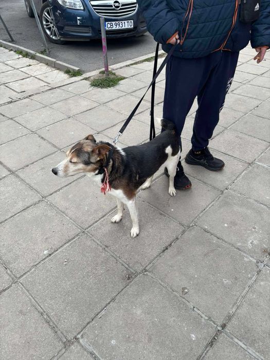 Добродушен Mладеж Tърси Дом