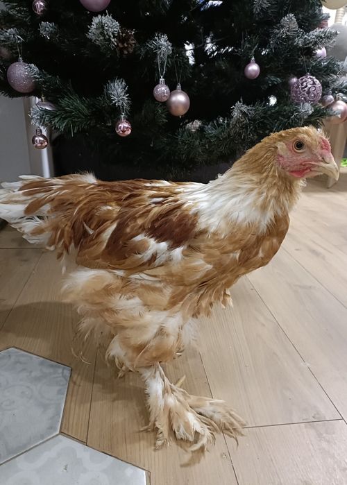 Pui Brahma Splash , Portelan