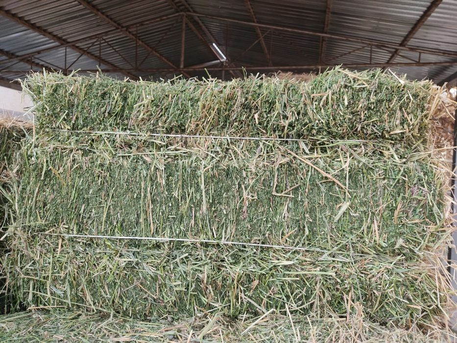 Продается клевер жоңыршқа