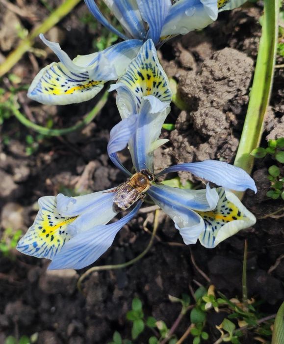 Vând  familii albine.