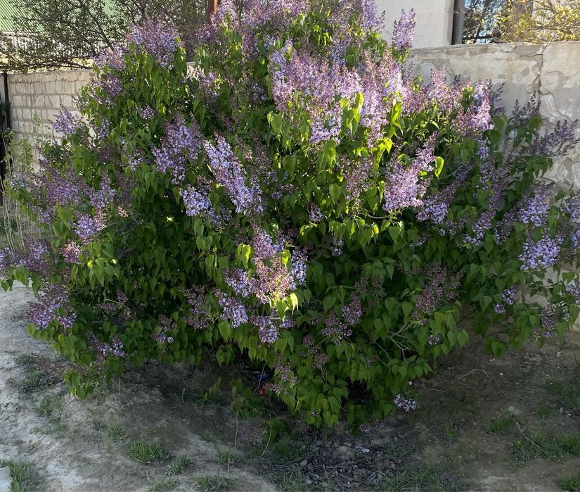 Сирень букет 1500