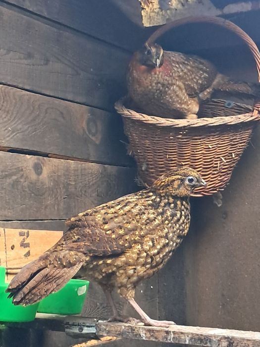 Tragopan Temnik pereche