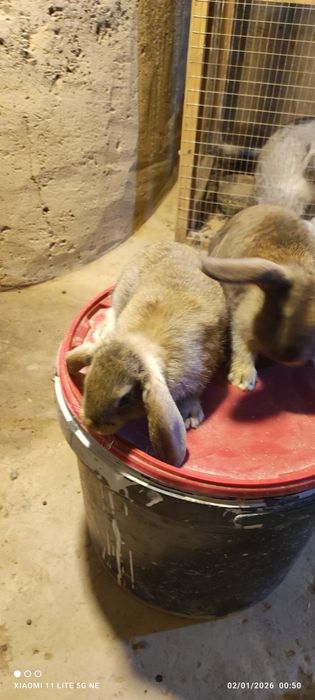 Quyon bolachalari 43 kunlik