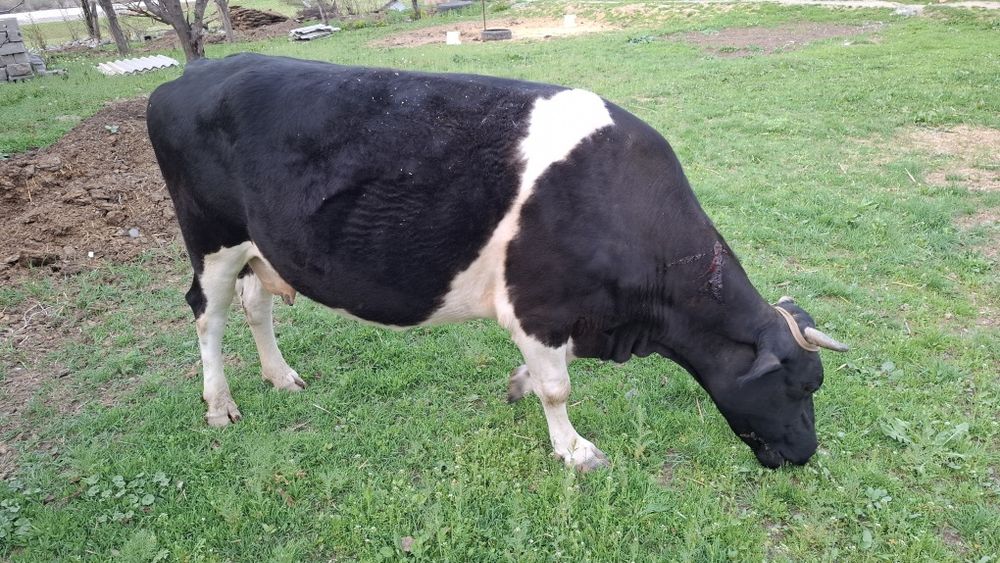 Буаз сиыр сатылады