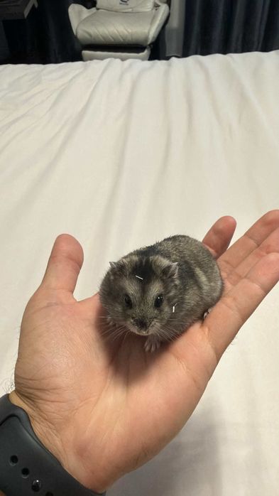Hamsteri pitici