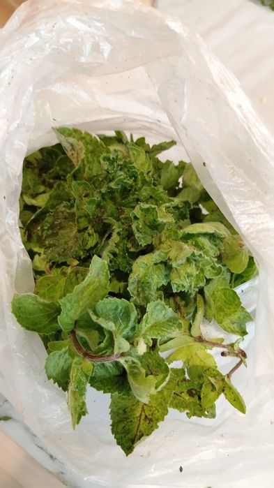 Продам зелень с дачи
