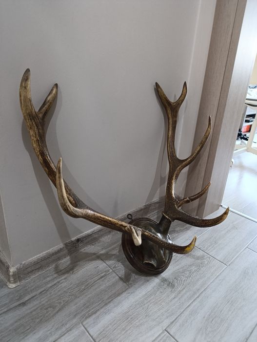 Рога от благороден елен