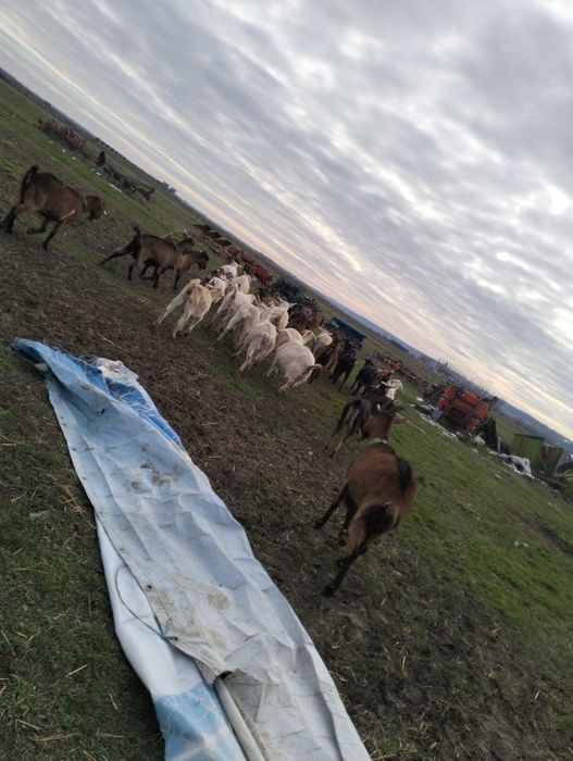 Vând capre originale