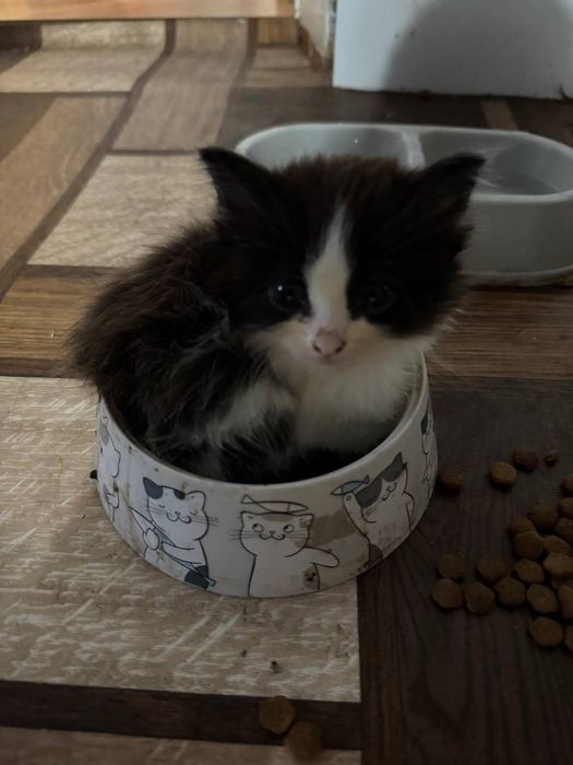 Отдам котят 1,5 в добрые руки