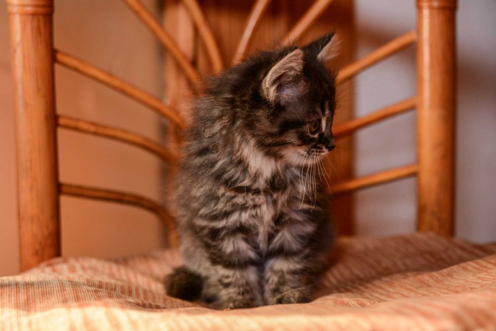 Котенок  мальчик