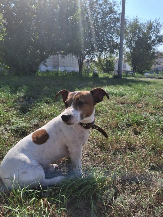 Джек Рассел теръер 8 лет