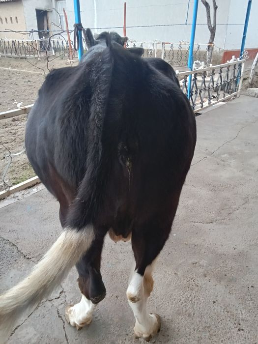 Boʻgʻoz sigir sotiladi