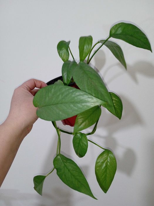 Продам домашние растения