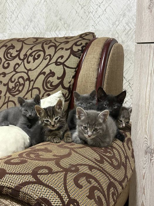 Котята здоровые для хороших рук
