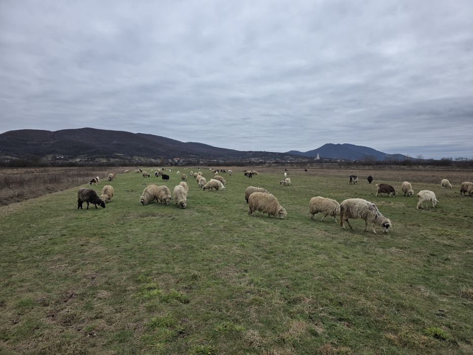 Vând 34 de oi 30 mature din care 15 sunt cu mieii  si 3 miele