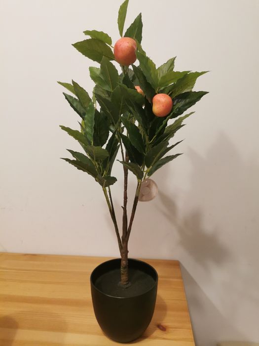 Planta/ copacel decorativ in Ghiveci