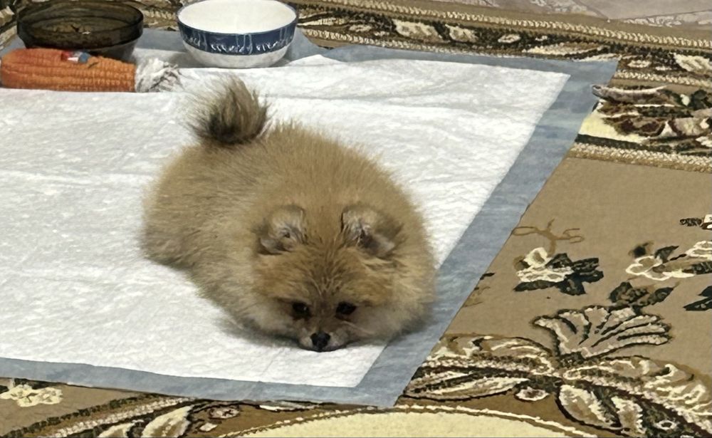 Щенки породы Шпиц