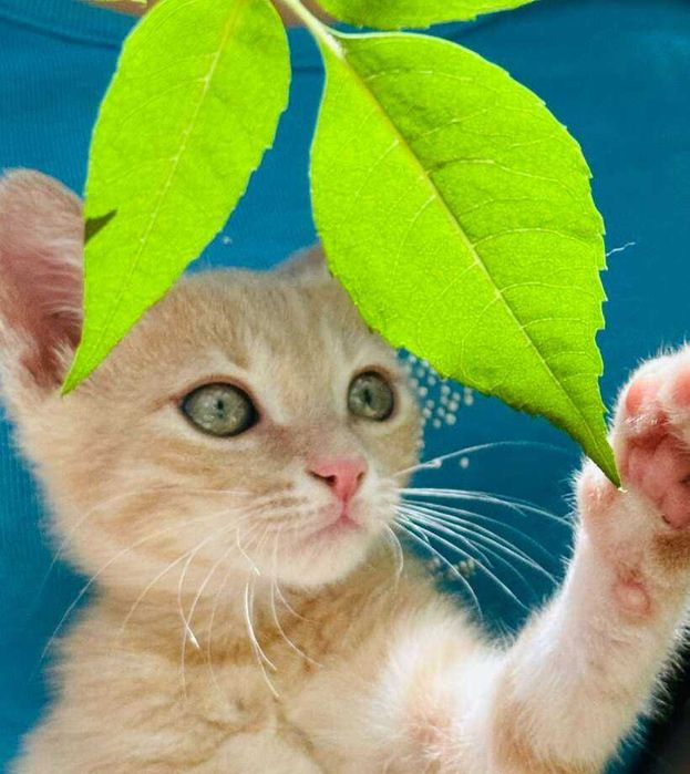 Оранжево коте търси дом