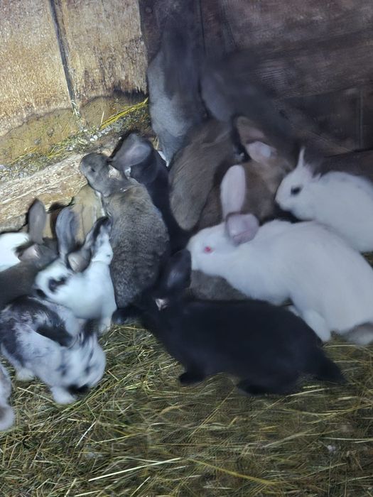 Vând iepuri pui și adulți