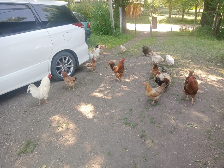 Тауық бар бар бар