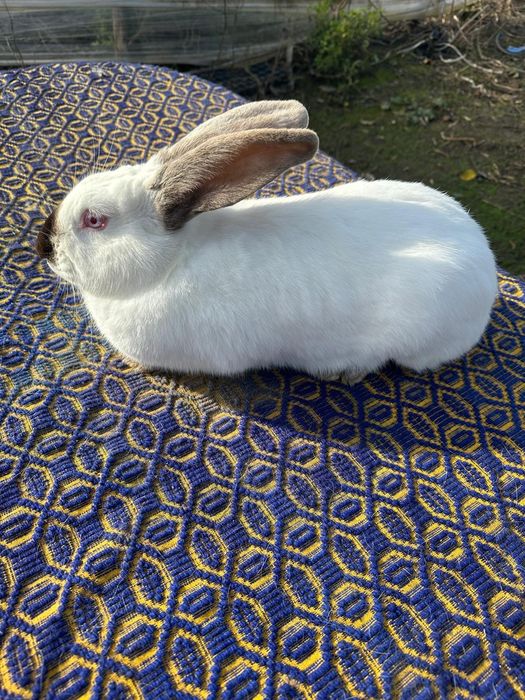 Uriaș de Transilvania schimb cu Rex tricolor