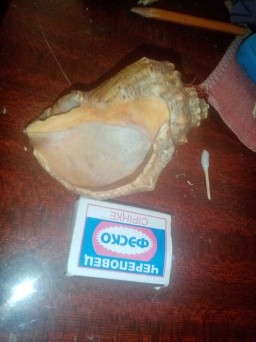 Ракушка времени ссср из моря