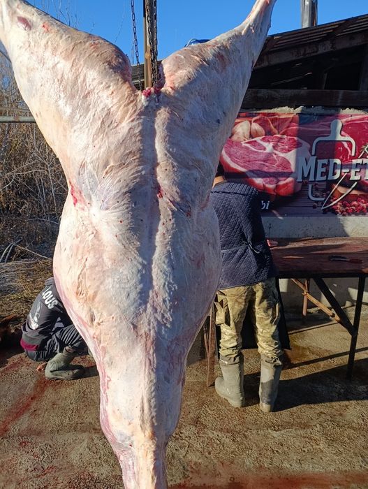 Семіз жылқылар сатылады