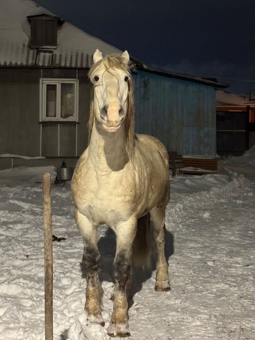 Продам Жеребца тяжелый