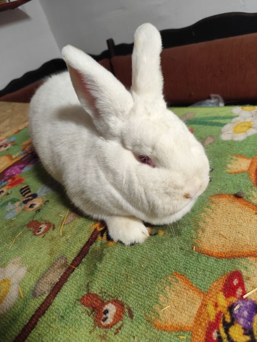 Femelă neozeelandez alb