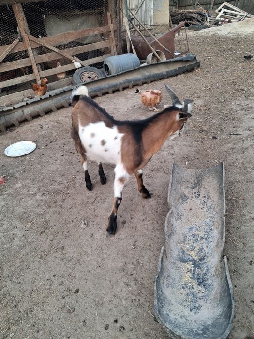 Țapi de vânzare au 4 luni