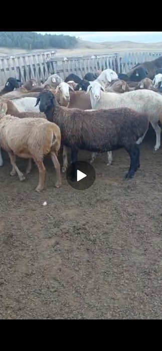Қой сатылады. Семіз.