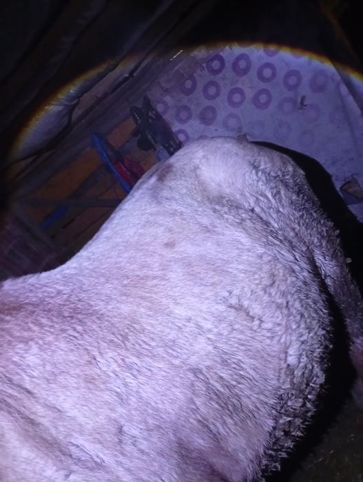 Vând o mânză de 10 luni dacă vă interesează