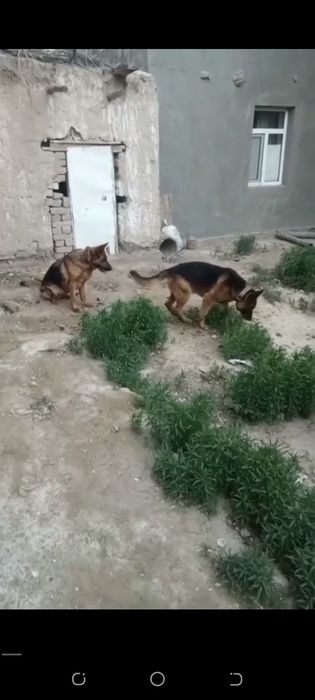 Немецкий овчарка нокисте