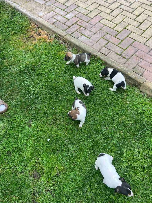 Джак Ръсел.          .