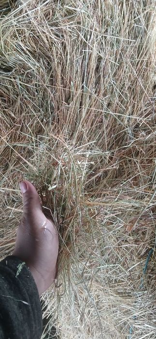 Baloti de fân   !!,