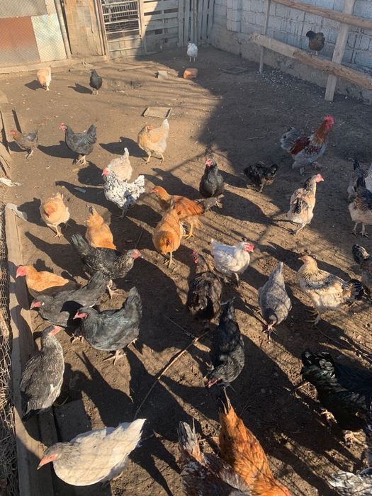 Жақсысы аяғын жайып жібереді