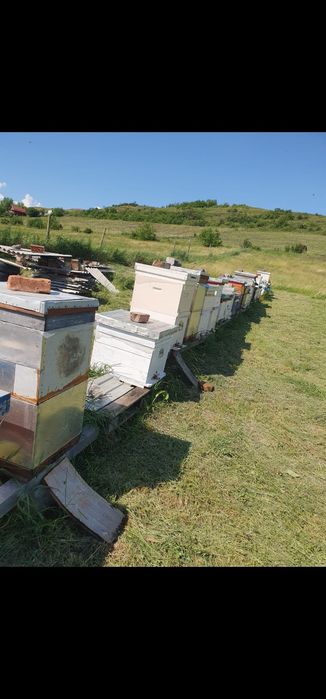 Vand familii și roiuri de albine