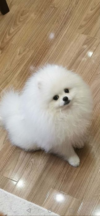 Pomeranian Mascul