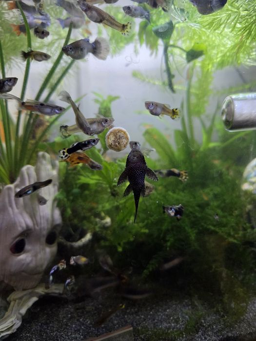 Pastile care se lipesc pe acvariu