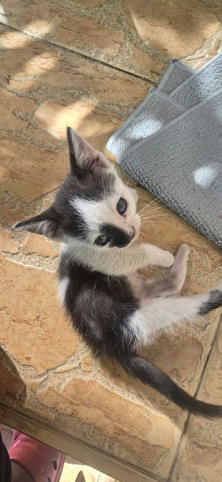 Pisoi spre adoptie