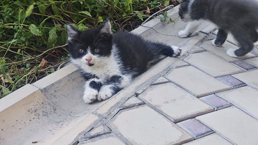 Продаются котята, Mushukchalar sotiladi