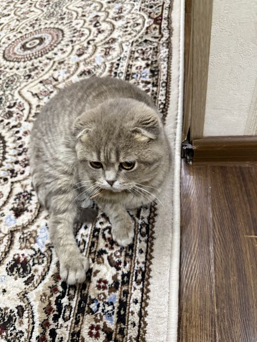 Кошка скоттиш фолд