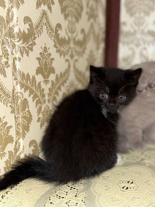 Красивые котята от чистой вязки