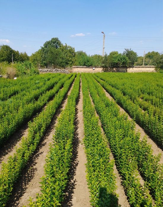 Лигуструм ( Ligustrum Ovalifolium)