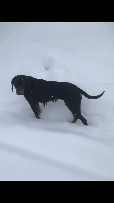 Cățea Copoi Ardele