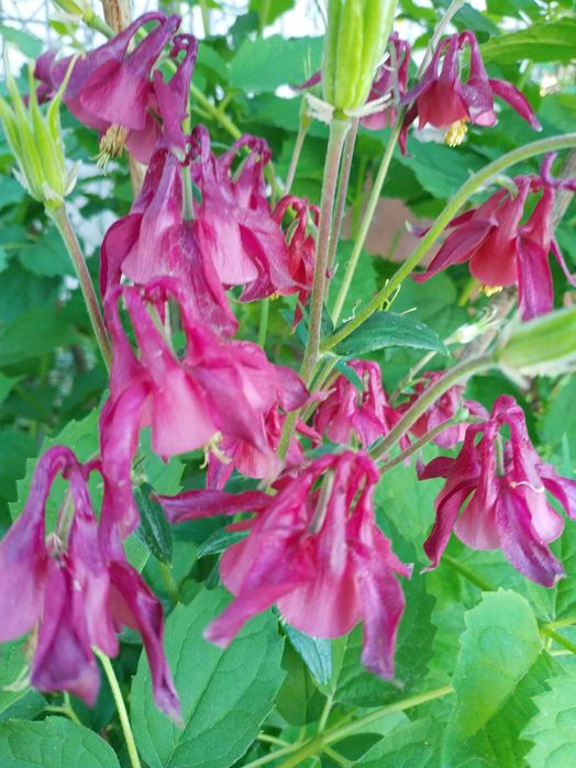 Садовые многолетние растения