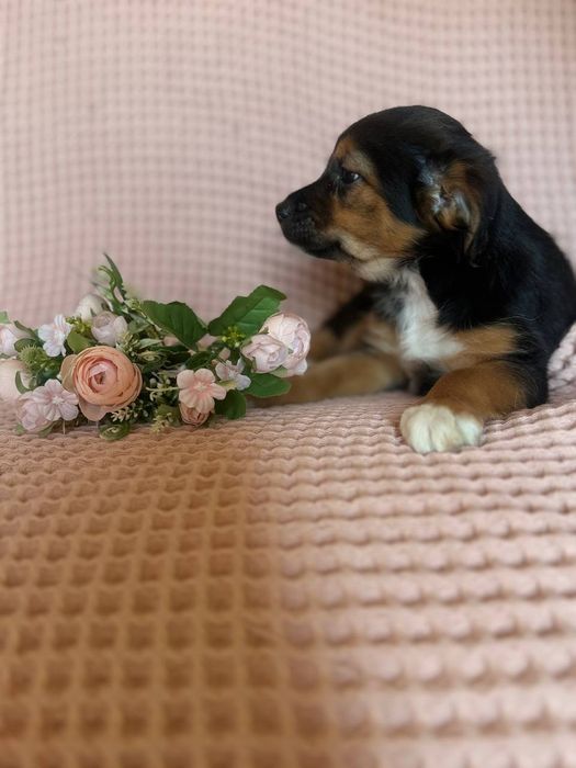 Щенята, домашние, привитые с паспортами, отдаём по договору.