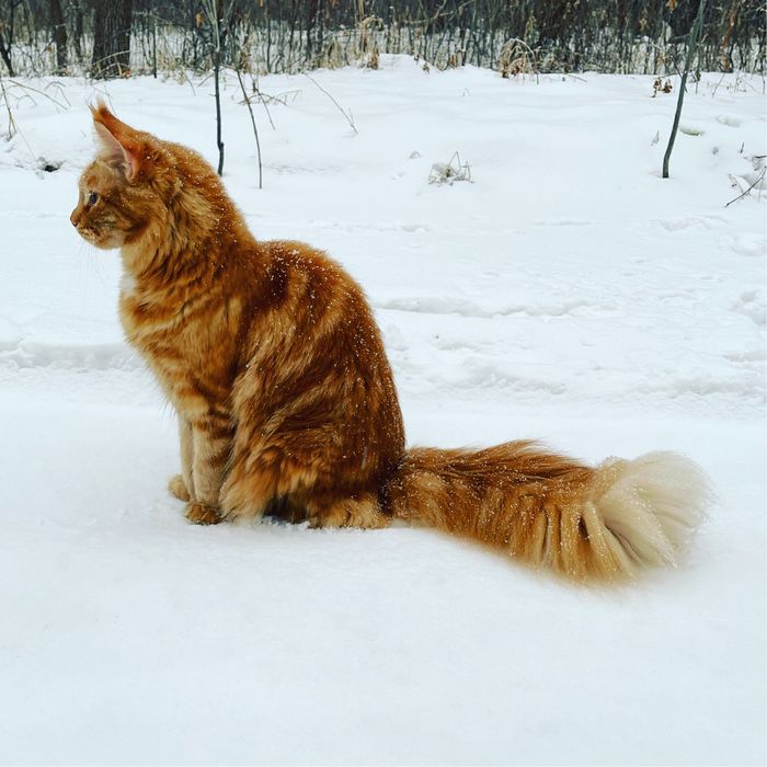 Котята мейн-куны